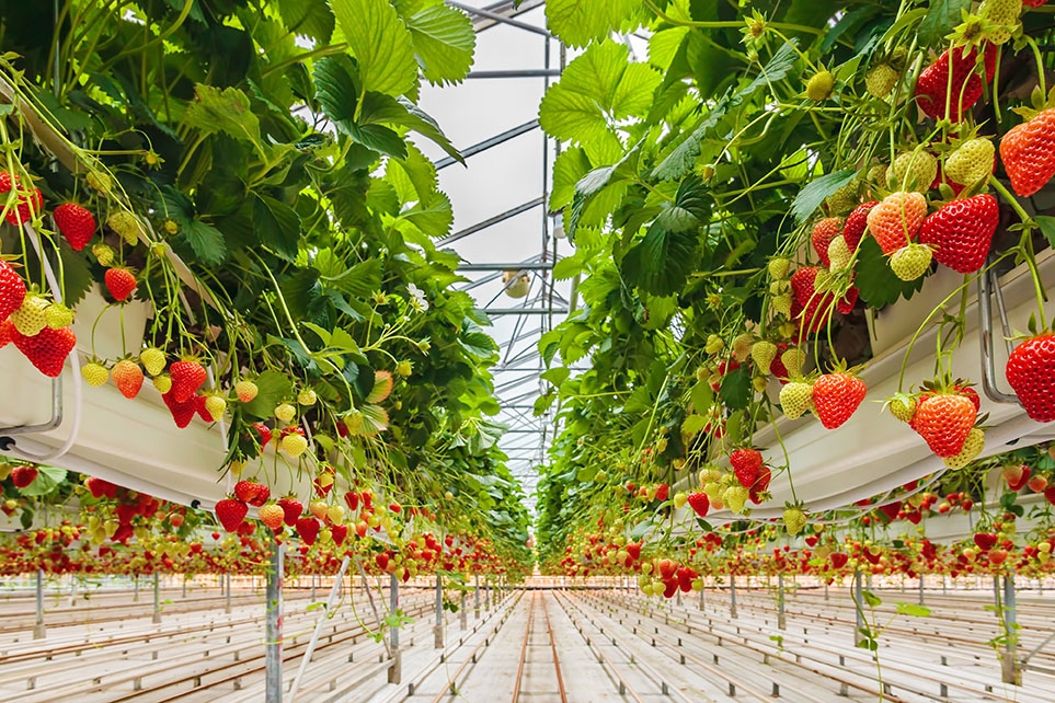 Aardbeienloof Aardbeienloof